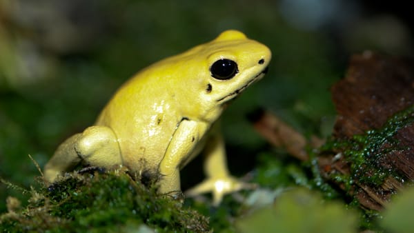 Phyllobates Terribilis: The Golden Poison Frog